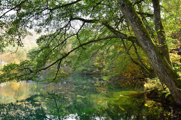 Άποψη Της Ακτής Της Χρυσής Γαλάζιας Λίμνης Φθινοπωρινά Πράσινα Δέντρα — Φωτογραφία Αρχείου