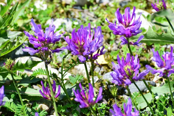 Flores Trevo Montanha Trifolium Montanum Entre Folhas Verdes Prado Sopé — Fotografia de Stock