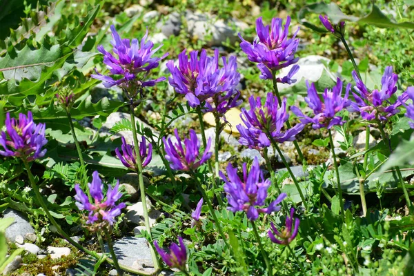 Blommor Bergsklöver Trifolium Montanum Äng Foothill Norra Kaukasus — Stockfoto