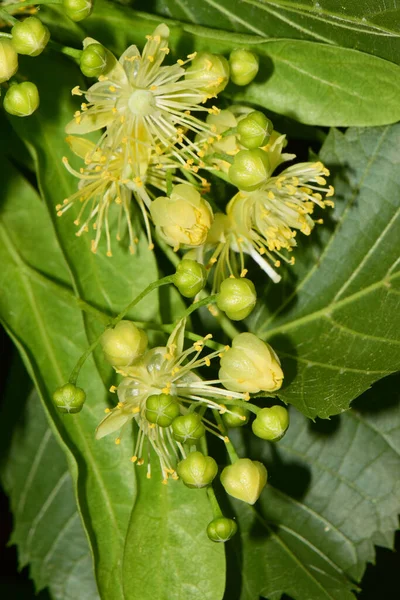Nahaufnahme Eines Gelben Lindenblütenstandes Von Tilia Platyphyllos Grünen Blättern Der — Stockfoto