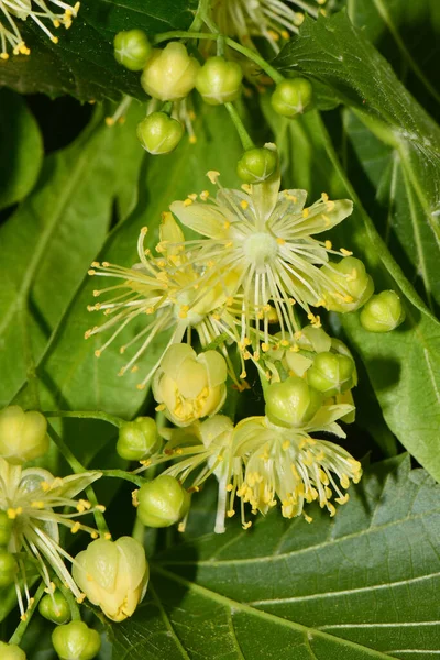 Крупный План Tilia Platyphyllos Linden Inflorescence Весной Бутонами Зеленых Листьев — стоковое фото