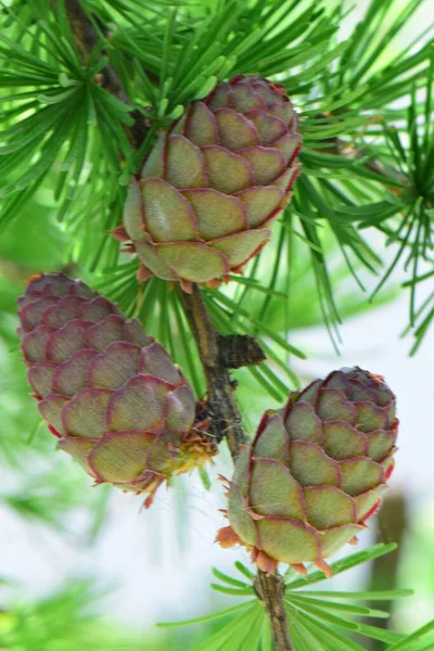 Jovem Larix Decidua Larício Cones Parque Sopé Norte Cáucaso — Fotografia de Stock