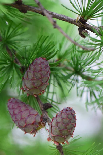 Primer Plano Tres Conos Alerce Primavera Larix Decidua Parque Estribaciones — Foto de Stock