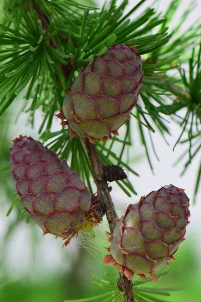 Молодые Три Весенних Конуса Лиственницы Larix Decidua Предгорном Парке Северного — стоковое фото