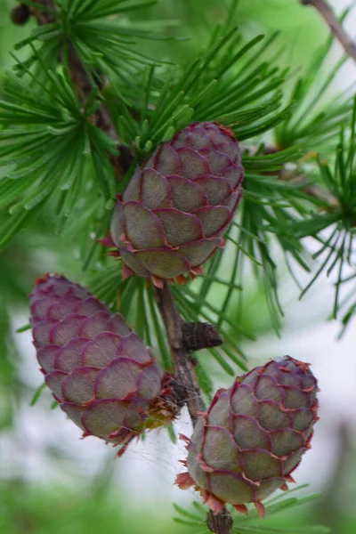 North Caucasu 산기슭 공원에 Larix Decidua Larch 스프링 — 스톡 사진