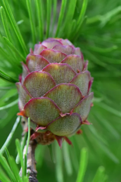 Macro Pequeno Jovem Larix Decidua Larch Cones Parque Sopé Norte — Fotografia de Stock