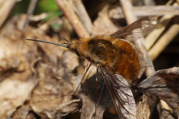 Makro Wielkiej Brązowej Puszystej Muchy Bombylius Major Długimi Sonoscis Siedzącymi — Zdjęcie stockowe