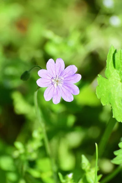 Flor Primavera Lilás Gerânio Caucasiano Geranium Sylvaticum Grama Verde Sopé — Fotografia de Stock