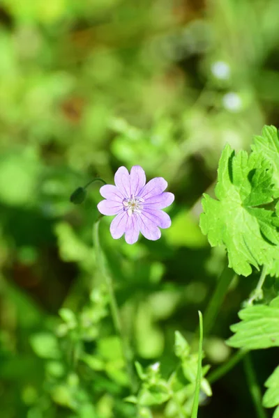 Flor Primavera Lilás Gerânio Caucasiano Geranium Sylvaticum Grama Verde Sopé — Fotografia de Stock