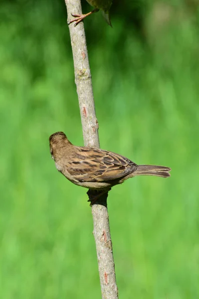 Bird tree sparrow Passer montanus sitting on a tree trunk on a background of green grass in the foothills of the North Caucasus