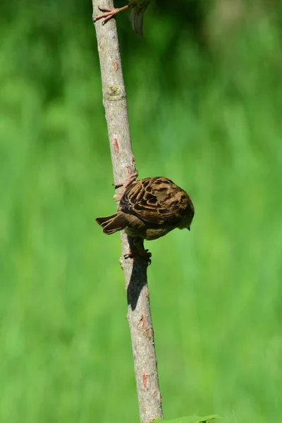Brown Sparrow Passer Montanus Sentado Tronco Árvore Bordo Contra Fundo — Fotografia de Stock