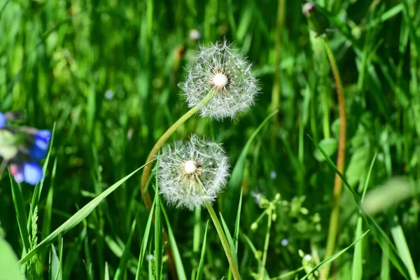 Λευκοί Σπόροι Καυκάσιας Πικραλίδας Taraxacum Officinale Που Αναπτύσσονται Την Άνοιξη — Φωτογραφία Αρχείου