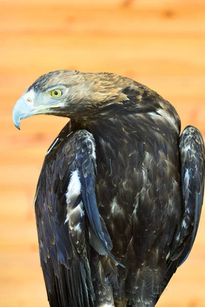 北高加索山麓长有弯曲喙和黄色眼睛的成年水瓶鹰的画像 — 图库照片