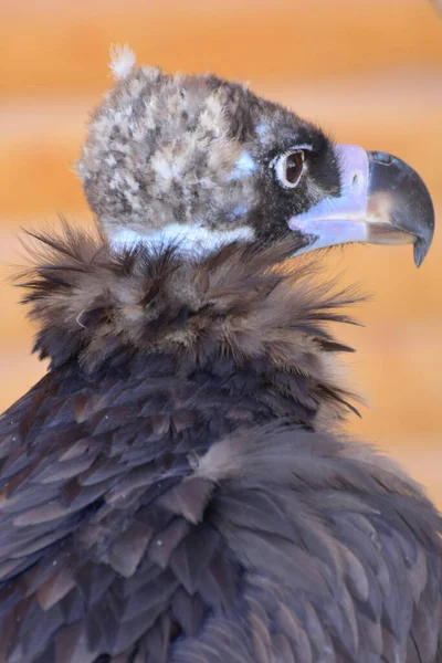 Ritratto Giovane Collo Soffice Gyps Fulvus Con Becco Ricurvo Occhi — Foto Stock