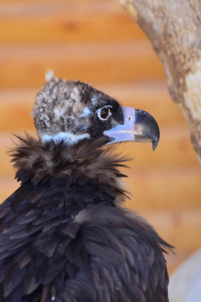 Retrato Jovem Abutre Fofo Gyps Fulvus Com Bico Torto Olhos — Fotografia de Stock