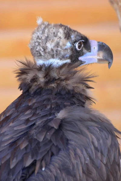 Portrait Young Fluffy Neck Gyps Fulvus Curved Beak Black Eyes — Stock Photo, Image