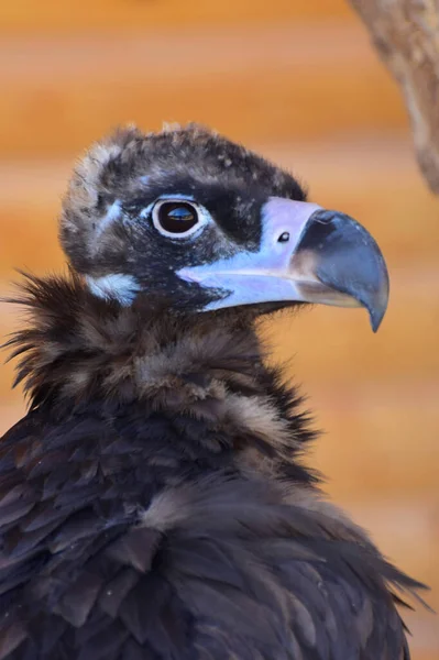 Ritratto Giovane Gyps Fulvus Collo Con Becco Storto Occhi Neri — Foto Stock