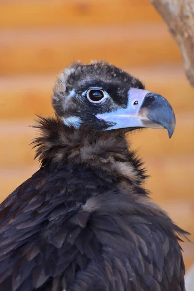 Ritratto Giovane Gyps Fulvus Collo Con Becco Storto Occhi Neri — Foto Stock