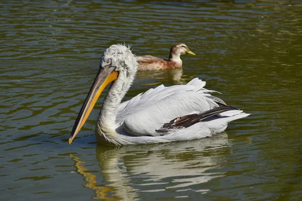 Pelican Bagnato Bianco Pelecanus Erythrorhynchos Che Riposa Sull Acqua Lago — Foto Stock
