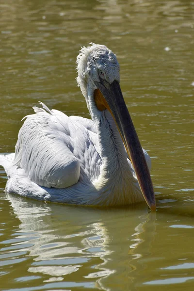 Weißpelikan Pelecanus Erythrorhynchos Auf Dem Wasser See Den Ausläufern Des — Stockfoto