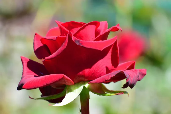 Zbliżenie Czerwonego Kwiatu Róży Rosnącego Podgórskim Parku Środkowego Kaukazu — Zdjęcie stockowe