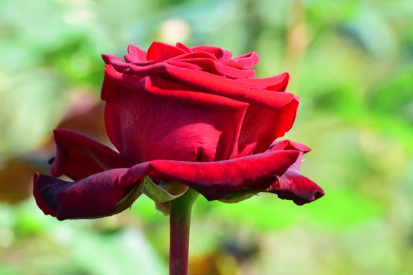 Close Uma Flor Rosa Vermelha Primavera Crescendo Parque Sopé Norte — Fotografia de Stock
