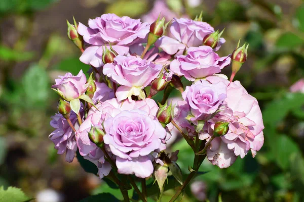 Zbliżenie Kwiatów Pąków Fioletowej Róży Gałęzi Zielonymi Liśćmi Podgórskim Parku — Zdjęcie stockowe