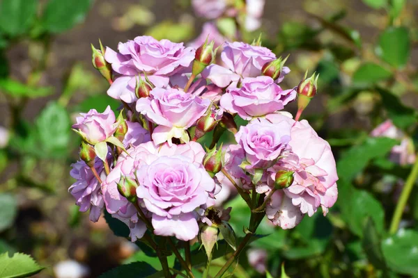 Primer Plano Flores Primaverales Brotes Rosa Violeta Una Rama Con — Foto de Stock