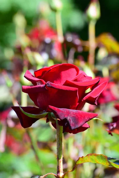 Zbliżenie Kwitnącego Czerwonego Kwiatu Róży Zielonymi Liśćmi Podgórskim Parku Północnego — Zdjęcie stockowe