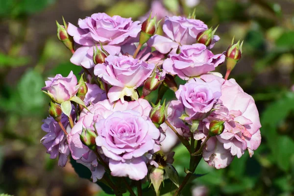 Zbliżenie Wiosennych Fioletowych Kwiatów Róż Gałęzi Zielonymi Liśćmi Podgórskim Parku — Zdjęcie stockowe