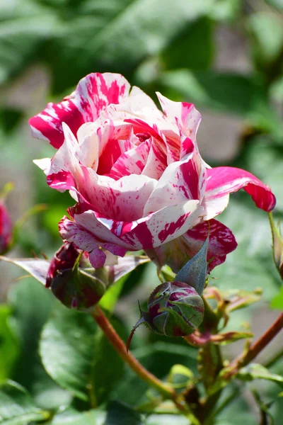 Primer Plano Una Flor Blanca Roja Brotes Una Rosa Primaveral — Foto de Stock