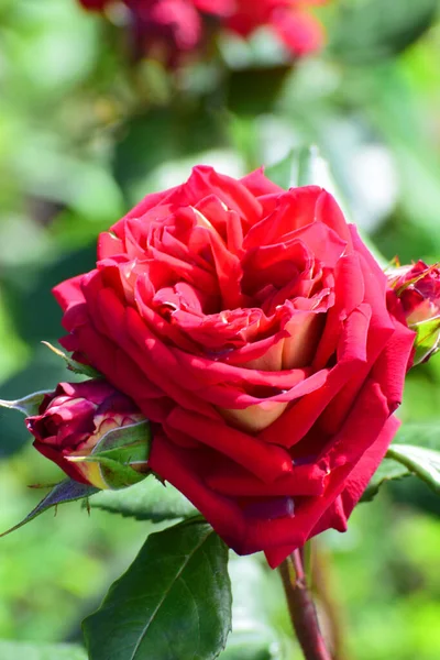 Frühlingsknospe Blüht Junge Rote Rosenblüte Auf Einem Zweig Der Vorgebirgspark — Stockfoto