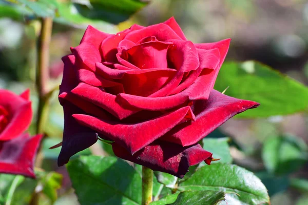 Red flower of spring rose on a branch growing in the foothill park of the North Caucasu