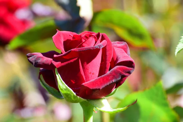 Nahaufnahme Einer Blühenden Roten Rosenblüte Mit Grünen Blättern Die Vorgebirgspark — Stockfoto