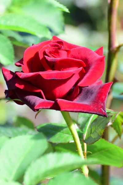 Fleur Printanière Jeune Rose Rouge Poussant Dans Parc Des Contreforts — Photo