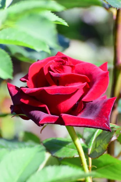 Flor Primavera Broto Uma Jovem Flor Rosa Vermelha Crescendo Parque — Fotografia de Stock