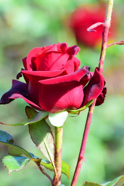 Fechar Botão Uma Flor Rosa Vermelha Que Cresce Parque Sopé — Fotografia de Stock