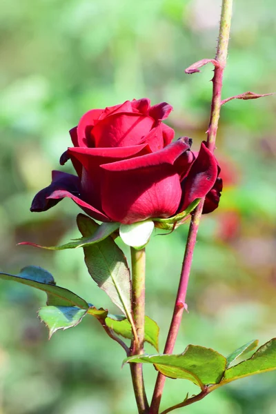 Nahaufnahme Einer Frühlingsknospe Einer Roten Rosenblüte Die Einem Park Fuße — Stockfoto