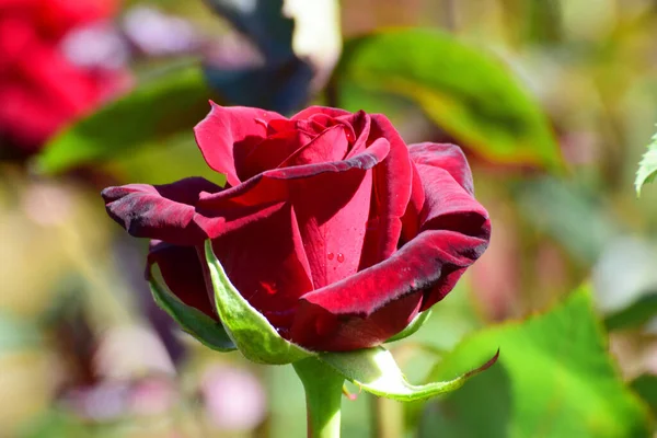 Nahaufnahme Einer Frühling Blühenden Roten Rosenblüte Mit Grünen Blättern Die — Stockfoto