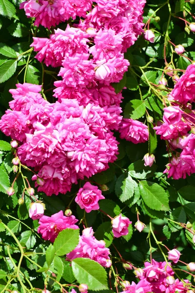 Close-up of pink flowers of a curly rose growing in the foothill park of the North Caucasus