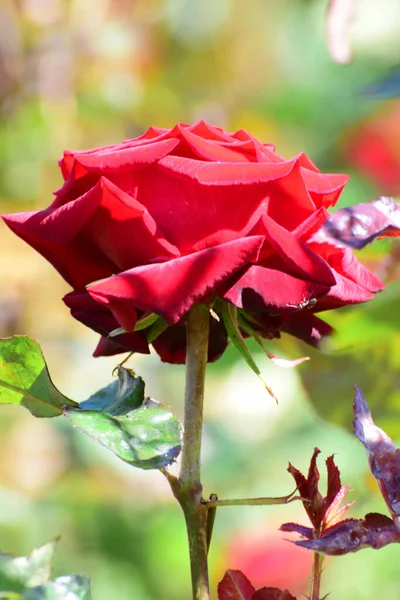 Nahaufnahme Einer Jungen Roten Rosenblüte Mit Grünen Blättern Die Vorgebirgspark — Stockfoto