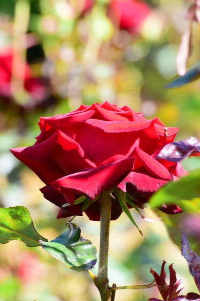 Close Uma Jovem Flor Rosa Vermelha Crescendo Parque Sopé Norte — Fotografia de Stock