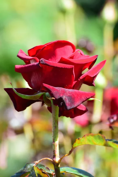 Nahaufnahme Einer Roten Rosenblüte Mit Grünen Blättern Die Vorgebirgspark Des — Stockfoto