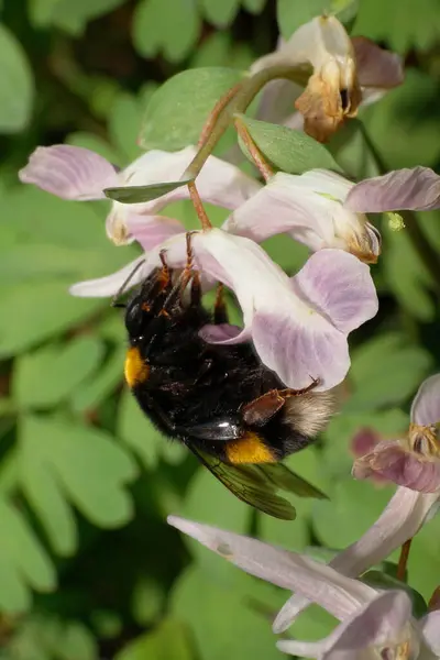 Крупный План Черно Желтого Пушистого Bumblebee Bombus Lucorum Розовом Цветке — стоковое фото