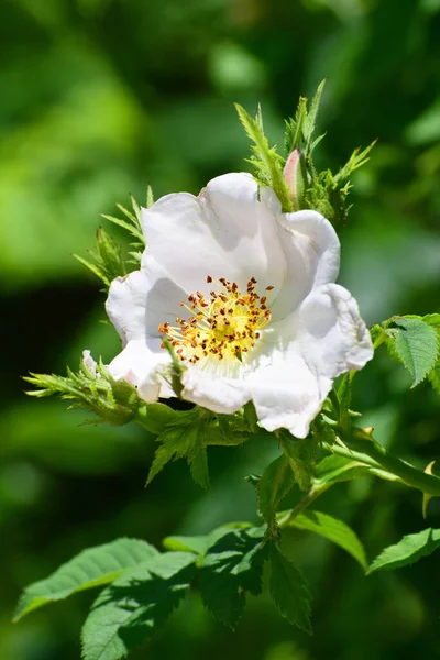 Close-up of an open white rosehip flower with yellow stamens on a branch with green leaves in the foothill forest of the North Caucasus