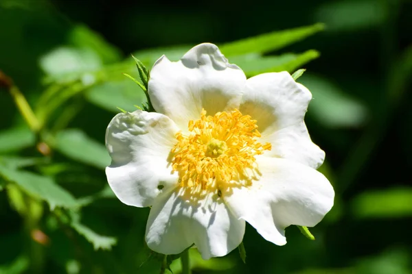 Close-up of an open white rosehip flower on a branch with green leaves in the foothill park of the North Caucasus