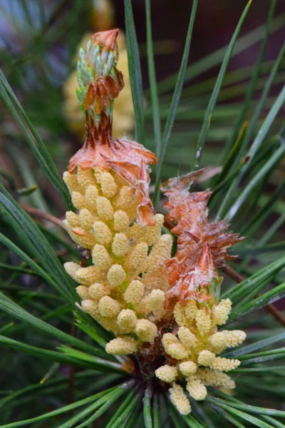 Junge Blütenstände Der Kaukasischen Kiefer Pinus Taeda Zwischen Den Grünen — Stockfoto