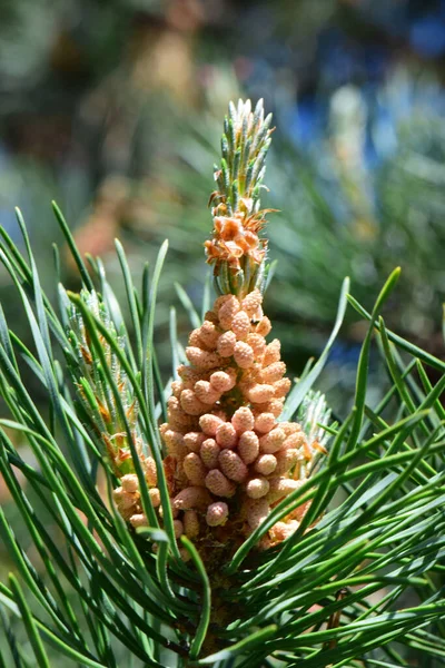 Fiatal Tavaszi Virágok Fehér Fenyő Pinus Taeda Között Zöld Tűk — Stock Fotó