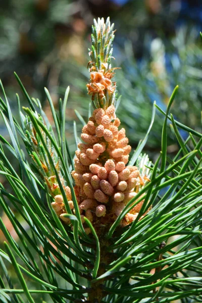 Frühling Weiblichen Blütenstand Der Kaukasischen Kiefer Pinus Taeda Grünen Nadeln — Stockfoto