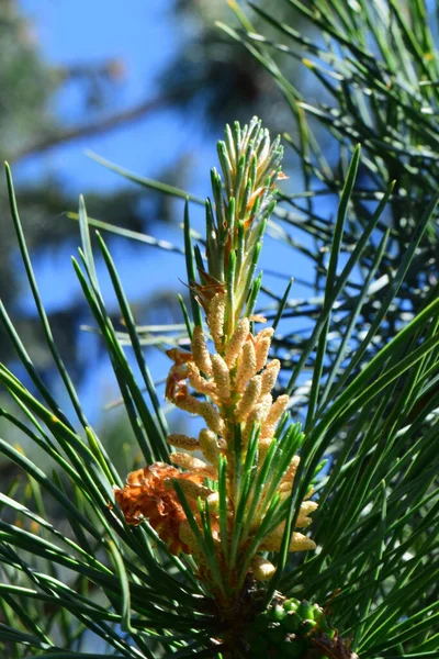 Wiosenny Żółty Kwiatostan Białej Sosny Pinus Taeda Zielonych Igłach Przeciwko — Zdjęcie stockowe